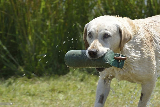 Hot Summer Days and Our Pets: Keeping Them Cool and Hydrated