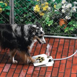 black dog uses white colored dog water fountain with a black colored and yellow framed paw printed on it