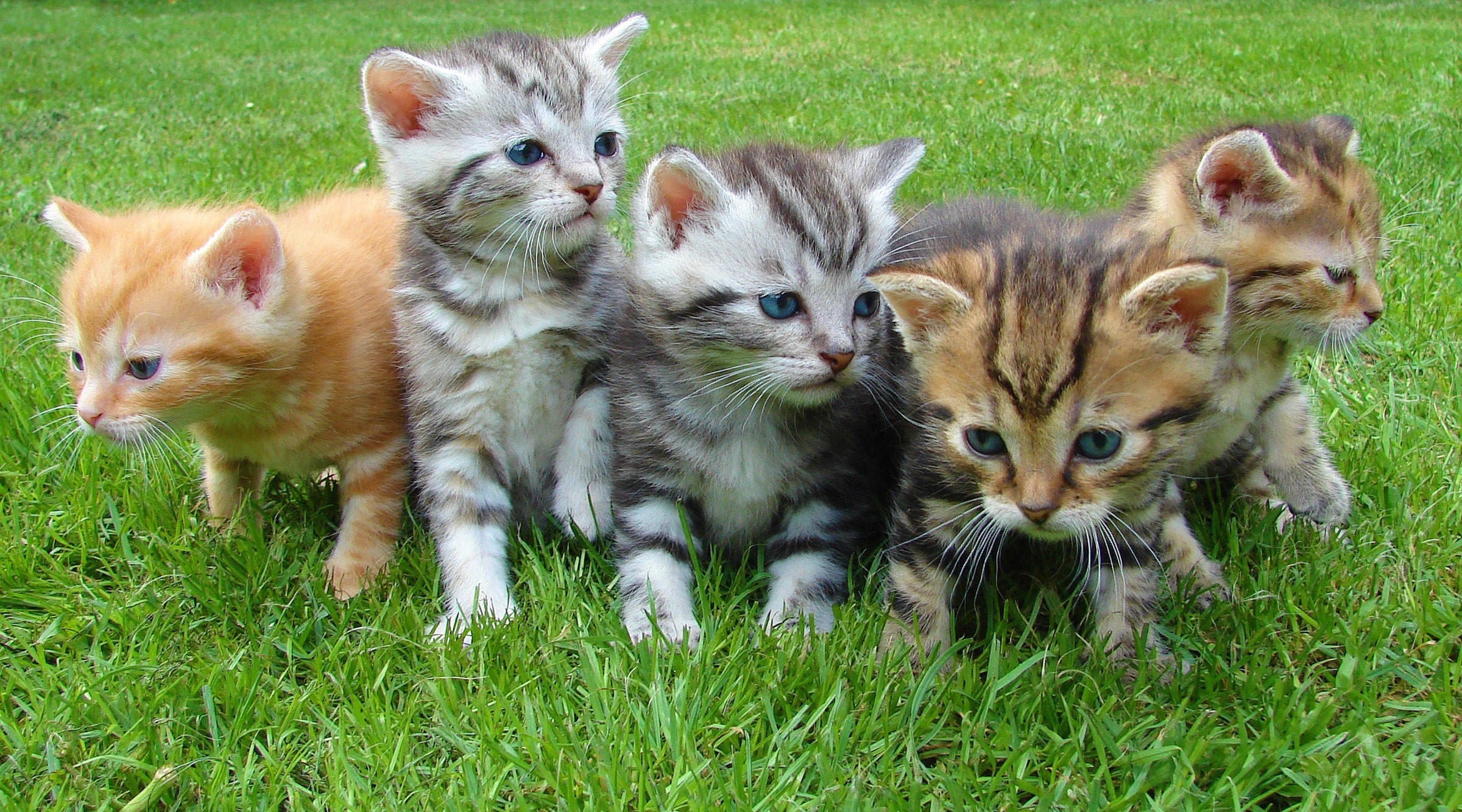 cats-are-walking-on-grass